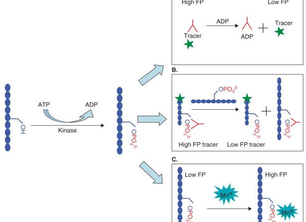 The challenge of selecting protein kinase assays for lead discovery optimization.